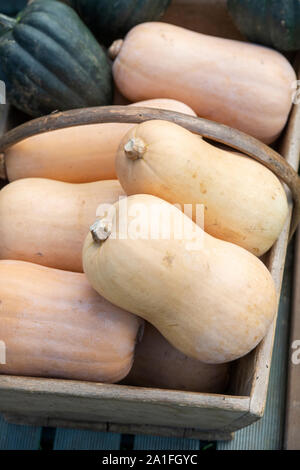 Cucurbita moschata. Butternut Kürbisse in einem hölzernen trug Stockfoto