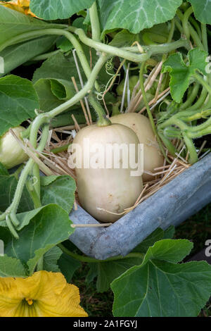 Cucurbita moschata. Butternut Kürbisse wachsen in einem Container. Großbritannien Stockfoto