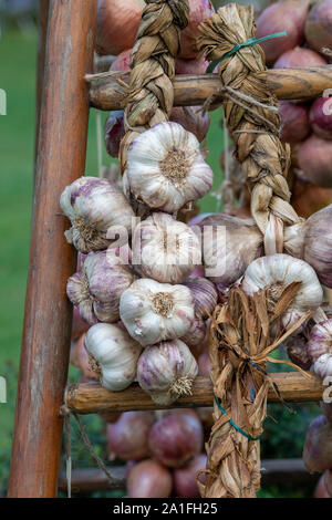 Allium Sativum. Knoblauch Zwiebeln auf Anzeige an eine Blume zeigen. Großbritannien Stockfoto