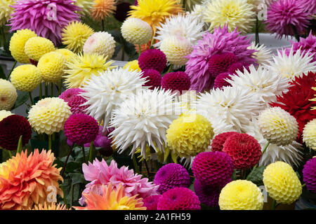 Dahlia Blumen außerhalb einer Beurteilung Zelt am RHS Wisley Flower Show, Surrey, England Stockfoto