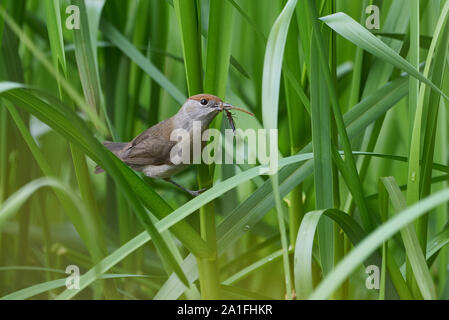 Eurasischen Mönchsgrasmücke Weibchen mit Insekten im Schnabel (Sylvia atricapilla) Stockfoto