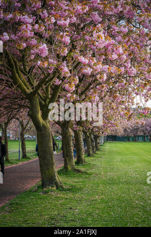 Kirschblüte in Edinburgh im Mai Stockfoto