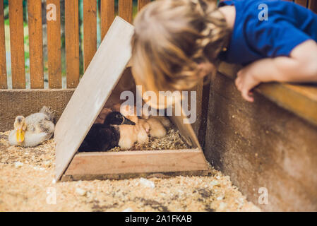 Toddler boy streichelt und Spielen mit Küken im Streichelzoo. Konzept der Nachhaltigkeit, Liebe zur Natur, die Achtung für die Welt und die Liebe zu anim Stockfoto