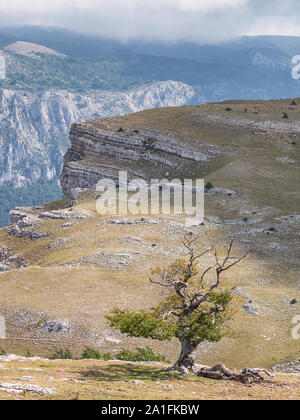 Landschaft mit einem knorrigen solitären Buche vor steilen Felsen über dem Tal in der Entzia Bergkette in Álava, Baskenland, Spanien Stockfoto