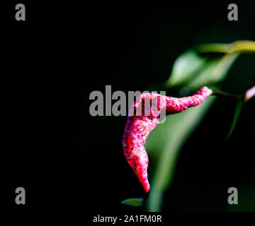 Makro Foto von einem grünen Blatt mit magenta Protuberanz Stockfoto