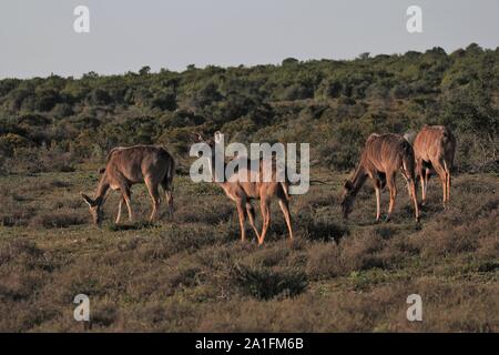 Weibliche Truppe von mehr Kudu (Tragelaphus strepsiceros) am Addo Elephant National Park, Eastern Cape, Südafrika Stockfoto