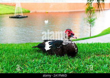 Eine schwarze Muscovy ruht in der Nähe von einem Teich in Orlando, Florida. Stockfoto