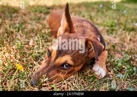 Welpen auf einem Gras Stockfoto
