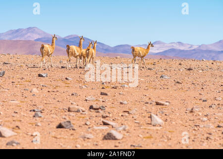 Vicuna Säugetiere Wandern auf der Suche nach Weiden in den Anden Altiplano Wiesen in der Atacama Wüste, eine ruhige wilde Lebensszene im Freien Stockfoto