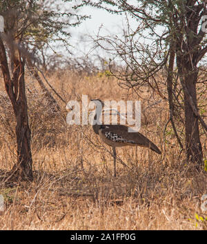 Kori Bustard, (Ardeotis Kori) Nahrungssuche in der Südafrikanischen bushfeld Stockfoto