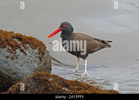 Schwärzliche Austernfischer (Haematopus ater ater) Erwachsene gehen auf sady Strand Valparaiso, Chile Januar Stockfoto