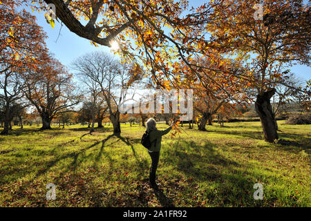 Kastanien im Herbst. São Mamede Natur Park, Portugal Stockfoto