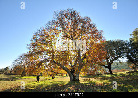 Kastanien im Herbst. São Mamede Natur Park, Portugal Stockfoto
