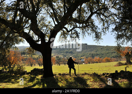 Kastanien im Herbst. São Mamede Natur Park, Portugal Stockfoto