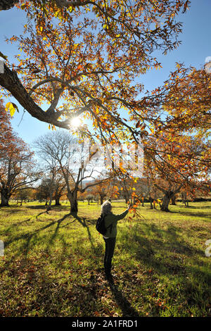 Kastanien im Herbst. São Mamede Natur Park, Portugal Stockfoto