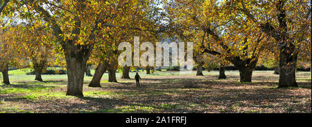 Kastanien im Herbst. São Mamede Natur Park, Portugal Stockfoto