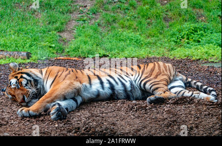 Männliche Amur Tiger Stockfoto