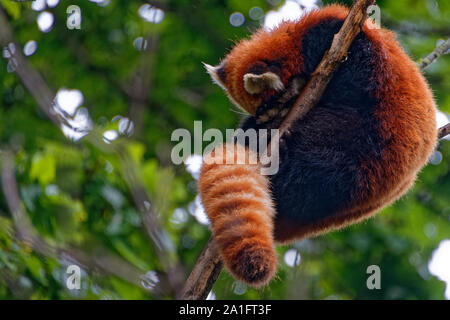 Roter panda Stockfoto