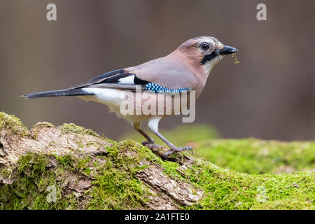 Eurasischen Eichelhäher (Garrulus glandarius), Seitenansicht eines Erwachsenen auf einem alten Stamm, Podlachia, Polen Stockfoto