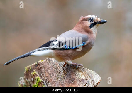 Eurasischen Eichelhäher (Garrulus glandarius), Seitenansicht eines Erwachsenen auf einem alten Stamm, Podlachia, Polen Stockfoto