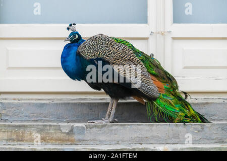 Indische Pfau (Pavo cristatus), captive Mann in einem Park in Warschau Stockfoto