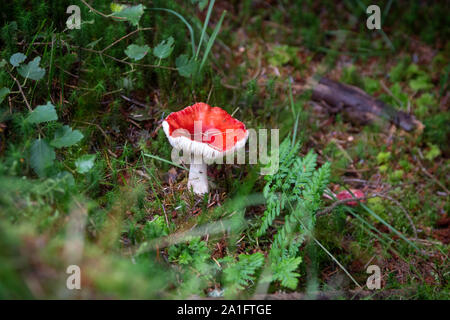 Rote Pilze im Wald Stockfoto