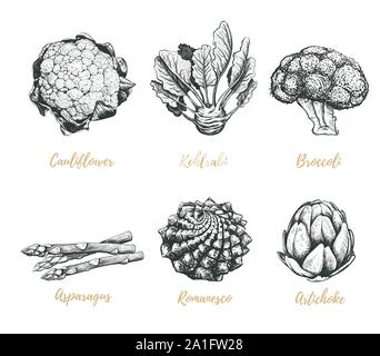 Gemüse Sammlung Vector Illustration. Gemüse Zeichnung. Stock Vektor