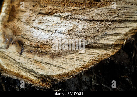 Trank einen alten Baum. Ein Apple. Der Holzverarbeitung. Textur. Stockfoto