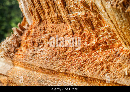 Trank einen alten Baum. Ein Apple. Der Holzverarbeitung. Textur. Stockfoto