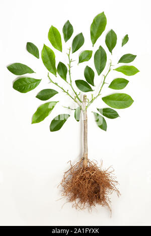 Ein Bild von einer konzeptionellen Baum mit Blättern um Niederlassungen wie Laub oder blätterdach auf weißem Hintergrund angeordnet Stockfoto