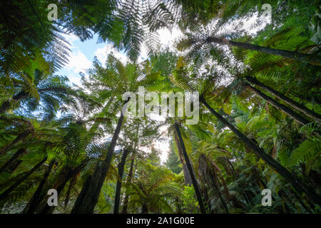 Konvergierende ponga Farn Bäume aus der Sicht in Whakarewarewa Redwood Forest, Rotorua, Neuseeland. Stockfoto