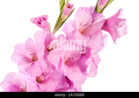 Blumen von schwertlilie auf weißem Hintergrund Stockfoto