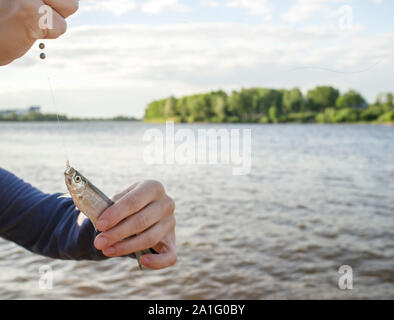 In der Nähe von kleinen Fische auf einem Haken und Schnur in der Hand des Menschen, und vor dem Hintergrund der den Fluss und den Wald sonnige Sommer Abend Stockfoto