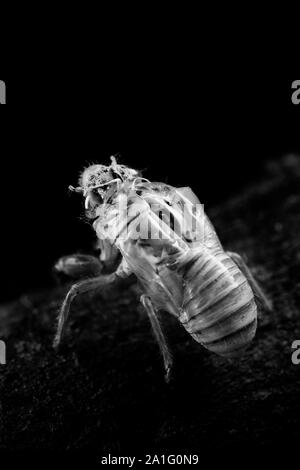 Zikade Platypleura exuvia bleibt auf einem Baumstamm Stockfoto