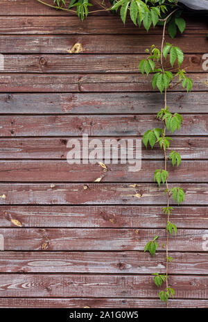 Сlambering anlage Parthenocissus (Virginia Creeper) Hängt senkrecht vom Dach Auf dem Hintergrund der alten Mauer von holzbohlen des Hauses Stockfoto