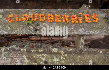 Das Wort "moltebeeren', geschrieben von moltebeeren auf einer hölzernen Brettern mit Flechten in den Wald auf einem Hintergrund von Zweigen abgedeckt Stockfoto