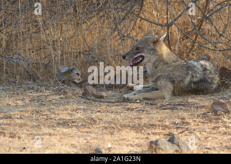 Indischen Schakal in Gir Nationalpark, Gujarat, Indien. Stockfoto