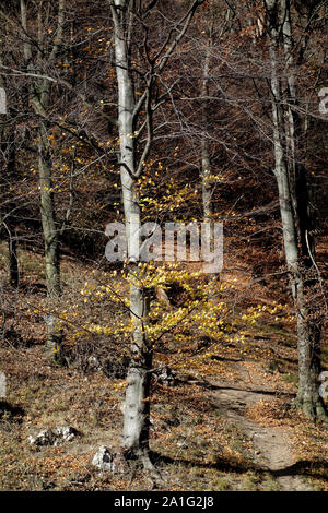 Oktober durch den Bergwald Stockfoto