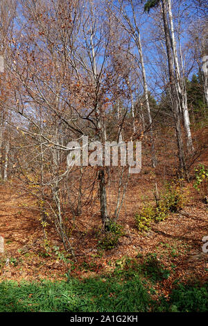 Herbst Wald durch den Östlichen Karpaten Stockfoto