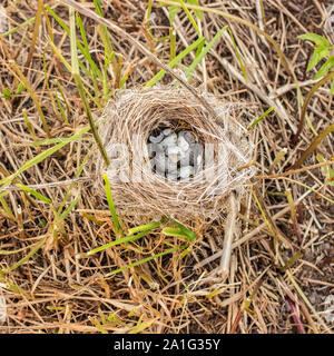 Zerstörte Nest mit gesprenkelten Eiern, deren Shell auf der gemähten Grases gebrochen ist Stockfoto