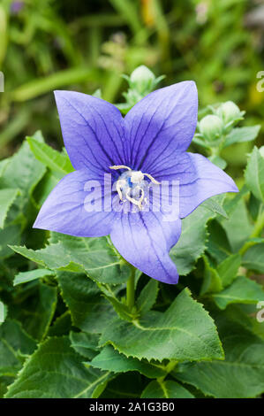 Blau Platycodon Grandiflorus oder Ballon Blume eine sommergrüne Stauden mehrjährig, vollkommen winterhart ist eine ideale Grenze und Steingarten Pflanzen Stockfoto