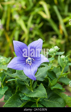 Blau Platycodon Grandiflorus oder Ballon Blume eine sommergrüne Stauden mehrjährig, vollkommen winterhart ist eine ideale Grenze und Steingarten Pflanzen Stockfoto