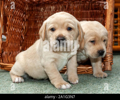 Sehr junge blonde Labrador Welpen. Stockfoto