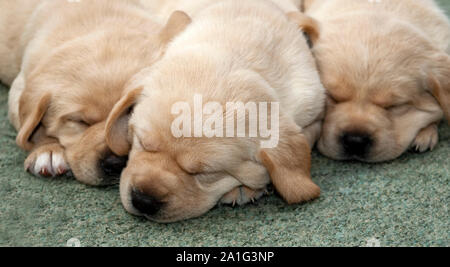 Sehr junge blonde Labrador Welpen. Stockfoto