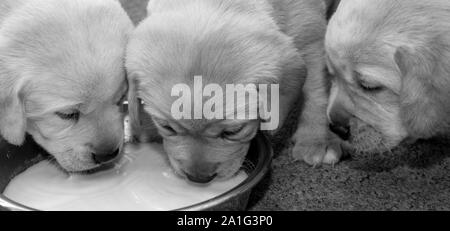 Sehr junge blonde Labrador Welpen. Stockfoto