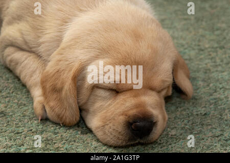 Sehr junge blonde Labrador Welpen. Stockfoto