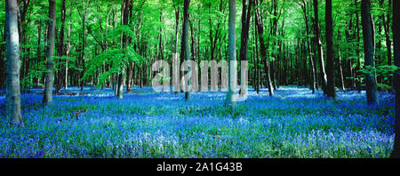 Bluebells (Endymion) nonscriptus in Blüte in Buche (Fagus sylvatica) im Frühjahr, Micheldever Holz, Hampshire, England, Großbritannien Stockfoto