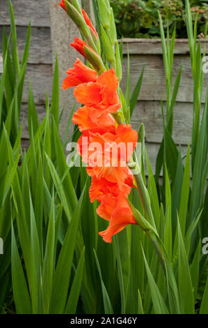 Blume spike der grosse orange Blüten von gladiolen Jessica Stockfoto