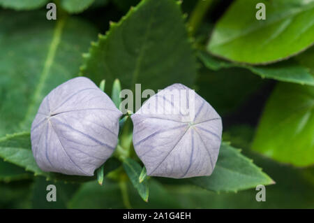 Blau Platycodon Grandiflorus oder Ballon Blütenknospen ein laubbäume krautige Staude, die vollständig Hardy eine ideale Grenze und Steingarten Pflanzen Stockfoto