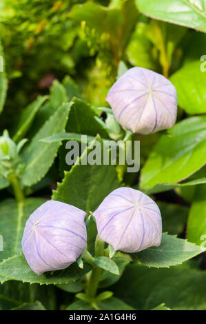 Blau Platycodon Grandiflorus oder Ballon Blütenknospen ein laubbäume krautige Staude, die vollständig Hardy eine ideale Grenze und Steingarten Pflanzen Stockfoto